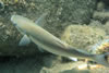 Closeup van een vis